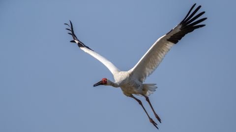 Bird in flight - Siberian crane (Grus leucogeranus) on January 2, 2017.
