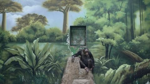 Chimpanzee. Shanghai Wild Animal Park. China.
                                                                                    Naturalistic painted murals have become a common feature in zoo enclosures worldwide, aiming to give visitors an impression of animals in their native habitats
                                                                                    The painted backdrop of the chimpanzee enclosure at Shanghai Wild Animal Park has been commended for its artistry but serves only to provide a comforting illusion to human observers. 
                                                                                    In their natural habitat in the forests of Central Africa, chimpanzees spend most of their days in the treetops. Chimpanzees are highly social animals — one of the most socially complex species among all non-human primates. In the wild they live in groups ranging in size between 20 and 150 individuals.  
                                                                                    